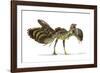 Archaeopteryx Dinosaur, Artwork-null-Framed Photographic Print