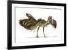 Archaeopteryx Dinosaur, Artwork-null-Framed Photographic Print