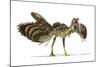 Archaeopteryx Dinosaur, Artwork-null-Mounted Photographic Print