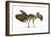 Archaeopteryx Dinosaur, Artwork-null-Framed Photographic Print