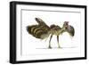 Archaeopteryx Dinosaur, Artwork-null-Framed Photographic Print