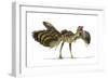 Archaeopteryx Dinosaur, Artwork-null-Framed Photographic Print