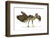 Archaeopteryx Dinosaur, Artwork-null-Framed Photographic Print