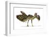 Archaeopteryx Dinosaur, Artwork-null-Framed Photographic Print