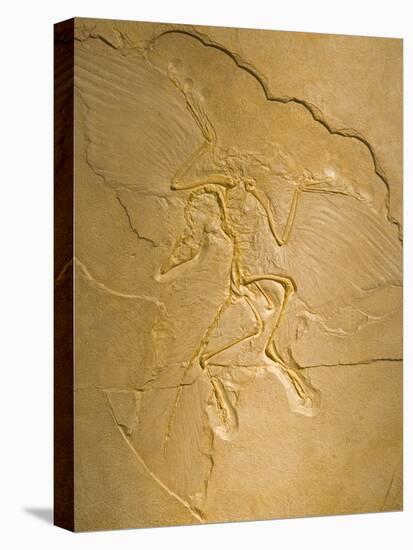 Archaeopteryx Fossil the Earliest Most Primitive Bird-null-Stretched Canvas