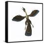 Archaeopteryx, known as One of the Earliest Prehistoric Birds-null-Framed Stretched Canvas