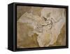 Archaeopteryx Lithographica Fossil-Naturfoto Honal-Framed Stretched Canvas