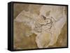 Archaeopteryx Lithographica Fossil-Naturfoto Honal-Framed Stretched Canvas