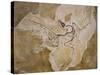 Archaeopteryx Lithographica Fossil-Naturfoto Honal-Stretched Canvas