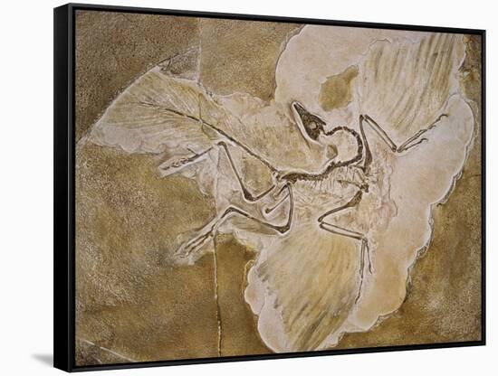 Archaeopteryx Lithographica Fossil-Naturfoto Honal-Framed Stretched Canvas