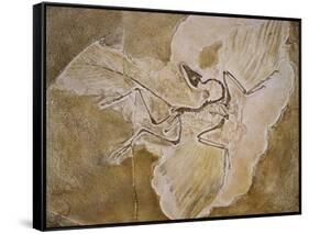 Archaeopteryx Lithographica Fossil-Naturfoto Honal-Framed Stretched Canvas