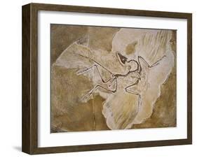 Archaeopteryx Lithographica Fossil-Naturfoto Honal-Framed Premium Photographic Print