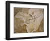 Archaeopteryx Lithographica Fossil-Naturfoto Honal-Framed Photographic Print