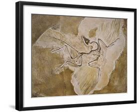 Archaeopteryx Lithographica Fossil-Naturfoto Honal-Framed Photographic Print