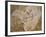 Archaeopteryx Lithographica Fossil-Naturfoto Honal-Framed Photographic Print