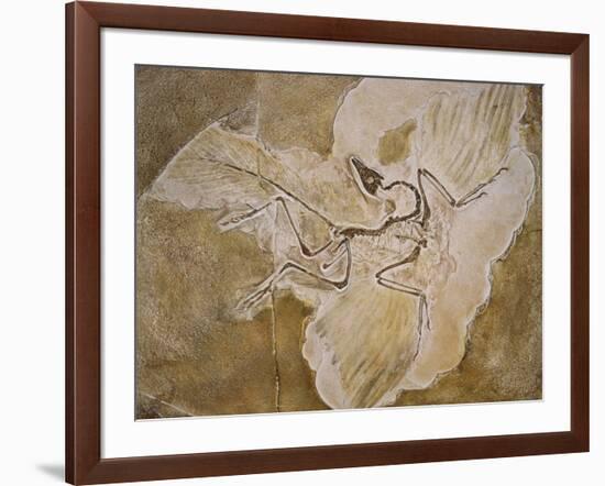 Archaeopteryx Lithographica Fossil-Naturfoto Honal-Framed Photographic Print