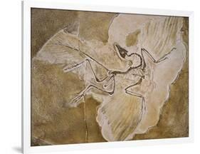 Archaeopteryx Lithographica Fossil-Naturfoto Honal-Framed Photographic Print