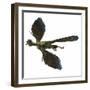 Archaeopteryx Prehistoric Bird-Stocktrek Images-Framed Art Print