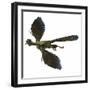 Archaeopteryx Prehistoric Bird-Stocktrek Images-Framed Art Print