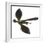 Archaeopteryx Prehistoric Bird-Stocktrek Images-Framed Art Print