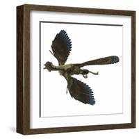 Archaeopteryx Prehistoric Bird-Stocktrek Images-Framed Art Print