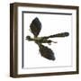 Archaeopteryx Prehistoric Bird-Stocktrek Images-Framed Art Print