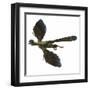 Archaeopteryx Prehistoric Bird-Stocktrek Images-Framed Art Print