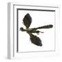 Archaeopteryx Prehistoric Bird-Stocktrek Images-Framed Art Print