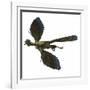 Archaeopteryx Prehistoric Bird-Stocktrek Images-Framed Art Print