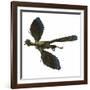 Archaeopteryx Prehistoric Bird-Stocktrek Images-Framed Art Print