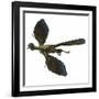 Archaeopteryx Prehistoric Bird-Stocktrek Images-Framed Art Print