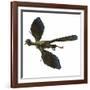 Archaeopteryx Prehistoric Bird-Stocktrek Images-Framed Art Print