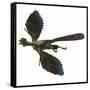 Archaeopteryx Prehistoric Bird-Stocktrek Images-Framed Stretched Canvas