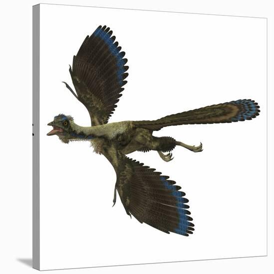 Archaeopteryx Prehistoric Bird-Stocktrek Images-Stretched Canvas