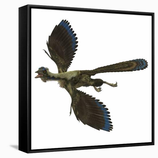 Archaeopteryx Prehistoric Bird-Stocktrek Images-Framed Stretched Canvas