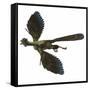 Archaeopteryx Prehistoric Bird-Stocktrek Images-Framed Stretched Canvas