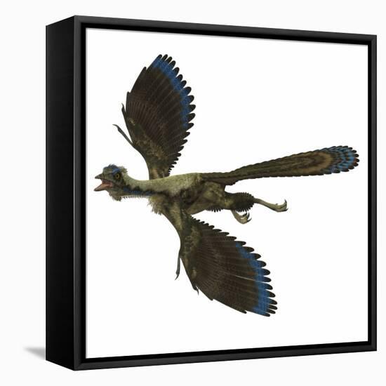Archaeopteryx Prehistoric Bird-Stocktrek Images-Framed Stretched Canvas
