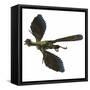 Archaeopteryx Prehistoric Bird-Stocktrek Images-Framed Stretched Canvas