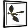 Archaeopteryx Prehistoric Bird-Stocktrek Images-Framed Art Print