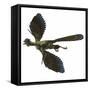 Archaeopteryx Prehistoric Bird-Stocktrek Images-Framed Stretched Canvas