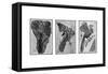 Archaeopteryx, Primordial Bird-Science Source-Framed Stretched Canvas