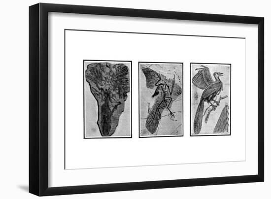 Archaeopteryx, Primordial Bird-Science Source-Framed Giclee Print