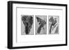 Archaeopteryx, Primordial Bird-Science Source-Framed Giclee Print