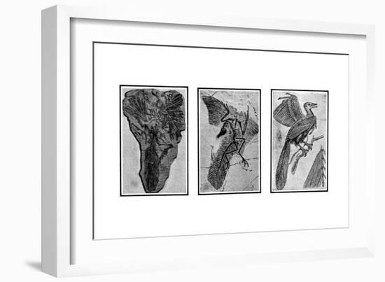 Archaeopteryx, Primordial Bird-Science Source-Framed Giclee Print