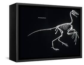 Archaeopteryx Skeleton, Dinosaurs-Encyclopaedia Britannica-Framed Stretched Canvas