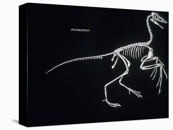 Archaeopteryx Skeleton, Dinosaurs-Encyclopaedia Britannica-Stretched Canvas