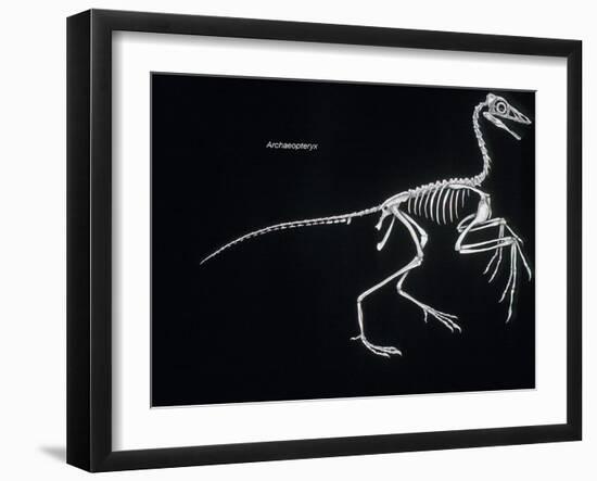 Archaeopteryx Skeleton, Dinosaurs-Encyclopaedia Britannica-Framed Art Print