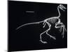 Archaeopteryx Skeleton, Dinosaurs-Encyclopaedia Britannica-Mounted Art Print