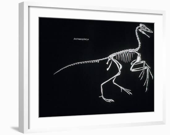 Archaeopteryx Skeleton, Dinosaurs-Encyclopaedia Britannica-Framed Art Print