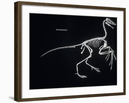 Archaeopteryx Skeleton, Dinosaurs-Encyclopaedia Britannica-Framed Art Print